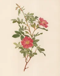 English Rose